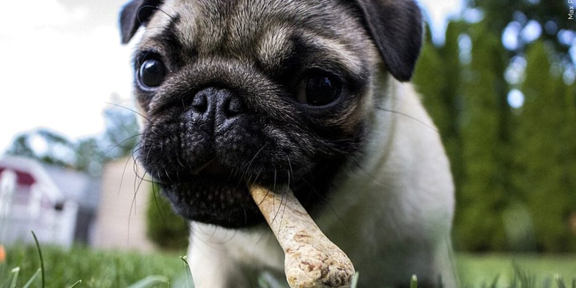 These Thanksgiving foods are toxic to feed dogs