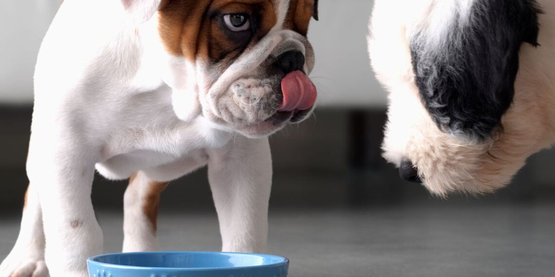 a bulldog and sheepdog standing over a blue food bowl indoors.