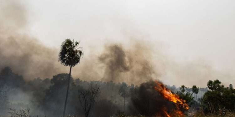 El fuego devora el Pantanal, el mayor refugio de jaguares del mundo
