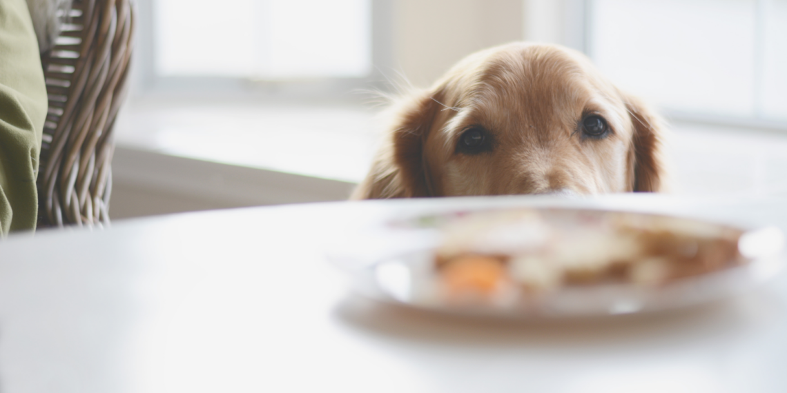 What foods you can and cannot give your dog on Thanksgiving, experts say