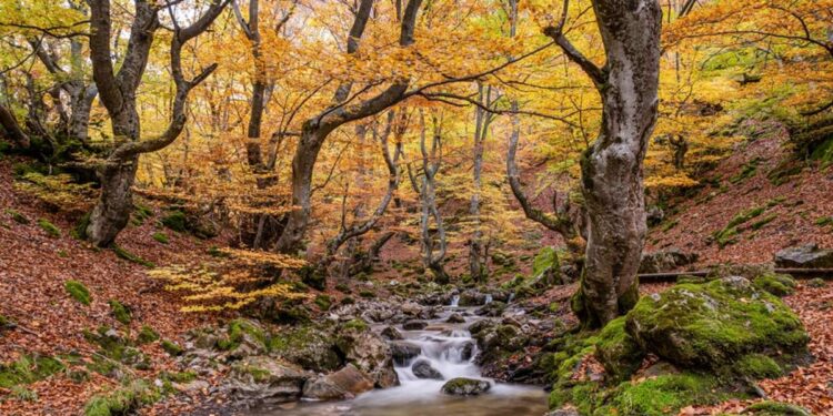 El bosque mejor preservado de España es este hayedo legendario