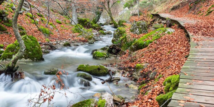 Este hayedo centenario es el bosque mejor cuidado de España... Y es un planazo en otoño