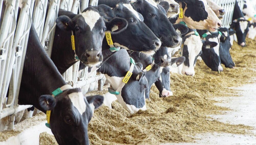 Food consumption, waste big part of our ecological footprint