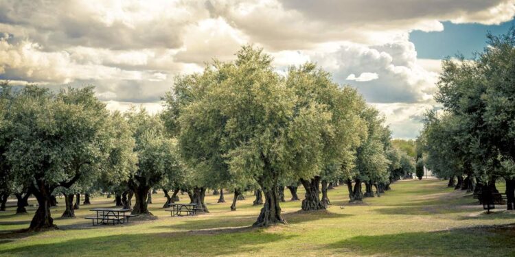 este es el mejor aceite de España