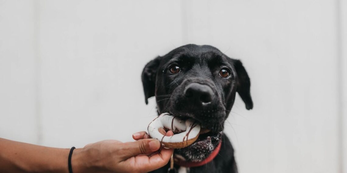 Veterinarian Shares 5 Common Household Foods That Are Toxic to Dogs