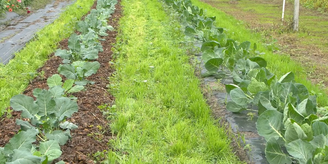 UF IFAS expert explains which Thanksgiving foods are grown in Florida