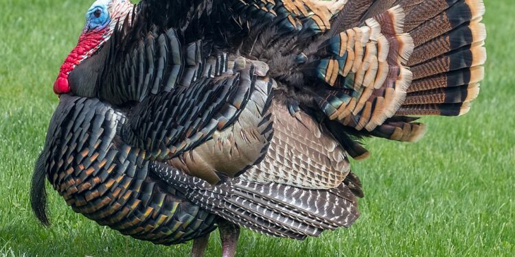 Connecticut’s Best Restaurants to Celebrate Thanksgiving 2023