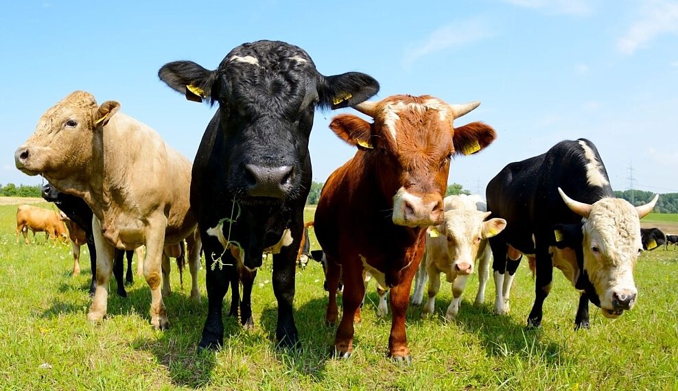 Iowa nonprofit roped into Whole Foods lawsuit over antibiotics in beef