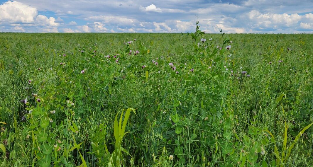 ‘Making Cover Crops Pay in Potatoes’ – Potato News Today