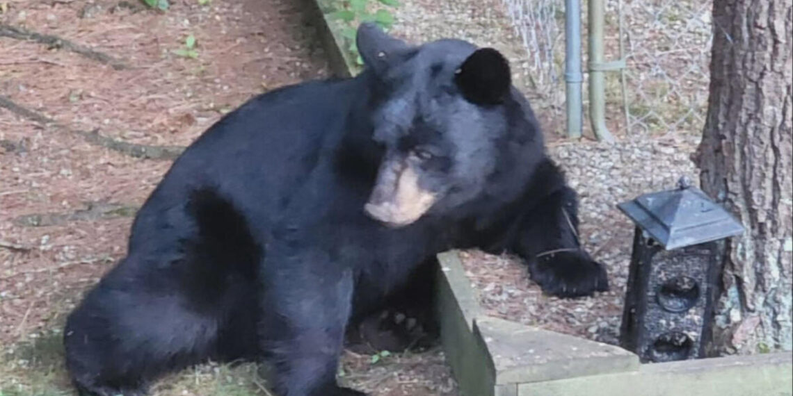 "I feel bad": Food put out by humans may lead to bear's demise in Hanson