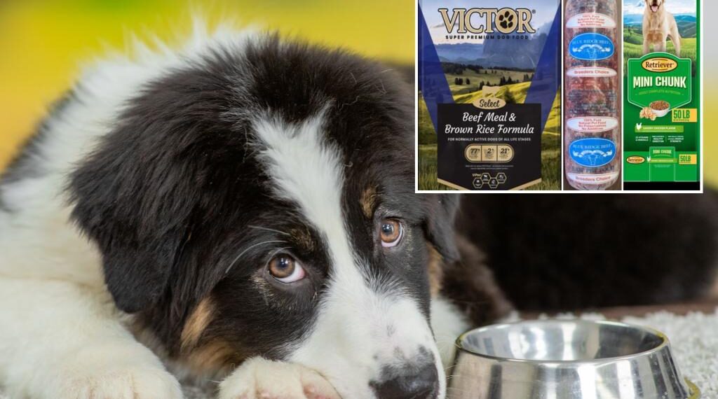 Three popular dog foods recalled due to potential salmonella contamination