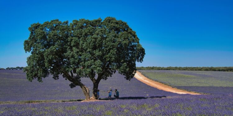 A solo una hora de Madrid, este pueblo de Guadalajara es uno de los mejores destinos a los que viajar en 2024 según Condé Nast Traveler