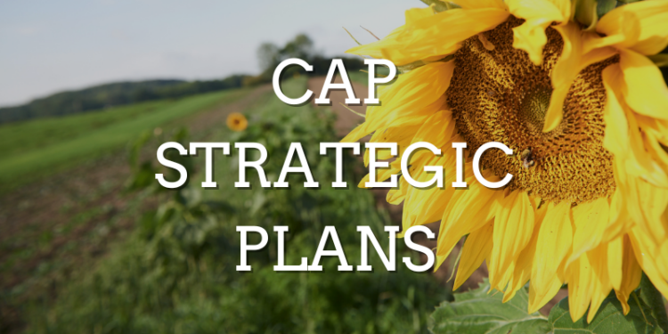 A Sustainable Food System Law Paving the Way for an Ambitious CAP Reform