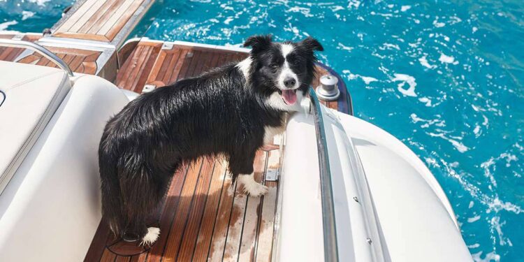 ¿Se pueden llevar mascotas en un crucero?