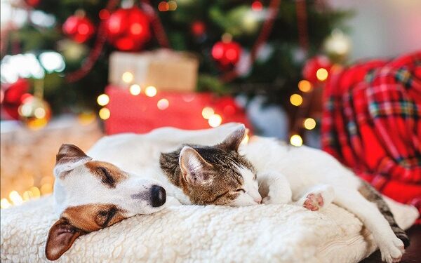 5 regalos de Navidad para tus perros y gatos