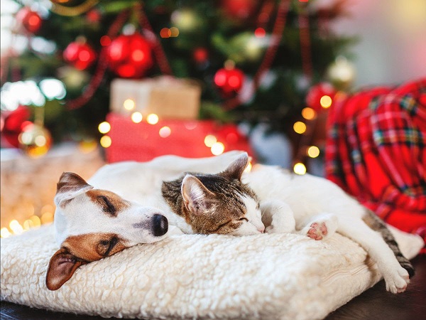 5 regalos de Navidad para tus perros y gatos
