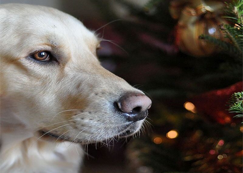 Holiday Foods You Need to Keep Away From Your Pets
