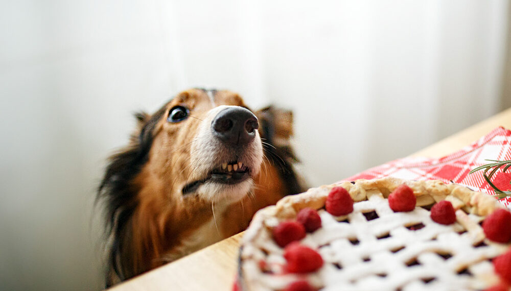 Thanksgiving and Christmas Foods That Are Toxic To Pets · The Wildest