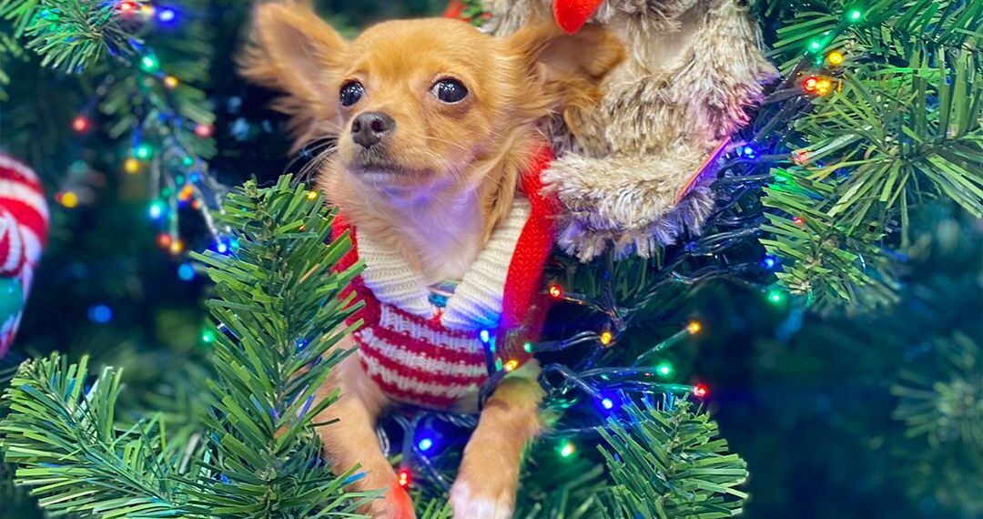 Festive foods to avoid feeding your pets over the Christmas holidays