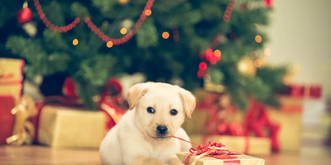 Christmas foods that your dog should never eat