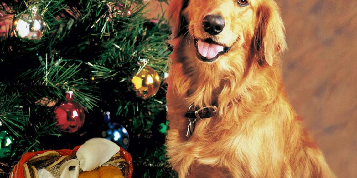 Christmas Foods Your Dog Should Never Eat