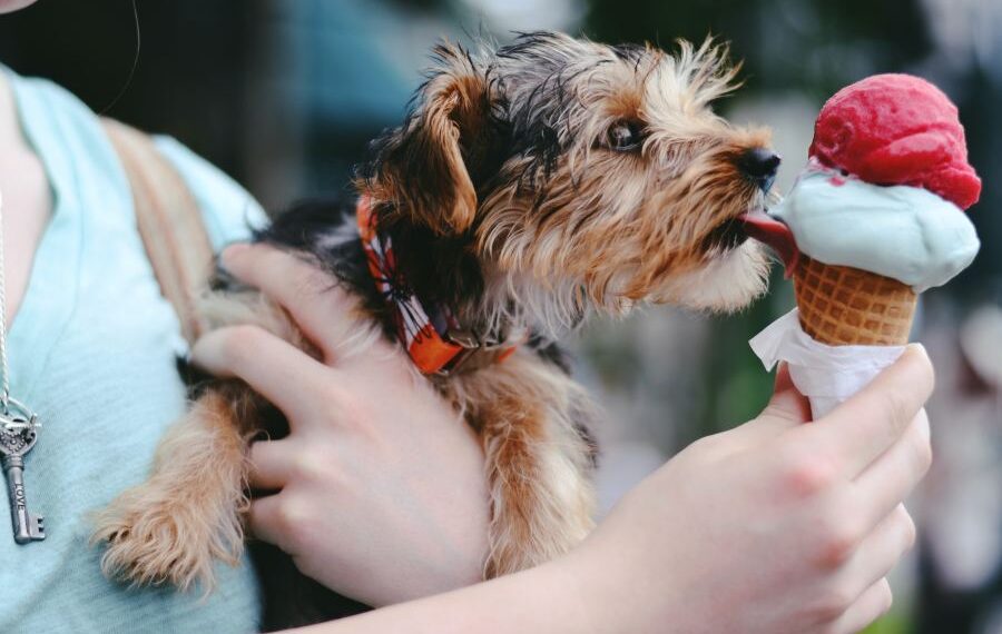 Christmas foods your dog can eat and which ones to avoid