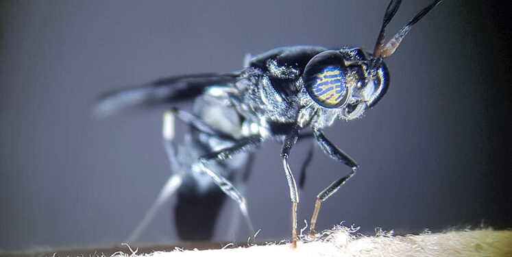 Arla Foods Ingredients partners with ENORM to harness the upcycling power of insects