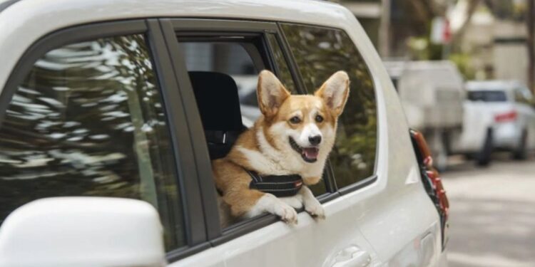 consejos para tranquilizar a tus perros en los viajes