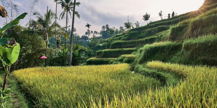 Decarbonising our food | Opinion | Eco-Business