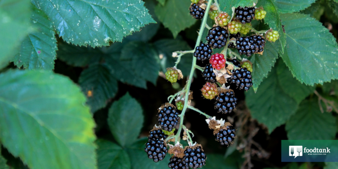 See What Food Tank Has Planned for 2024! – Food Tank