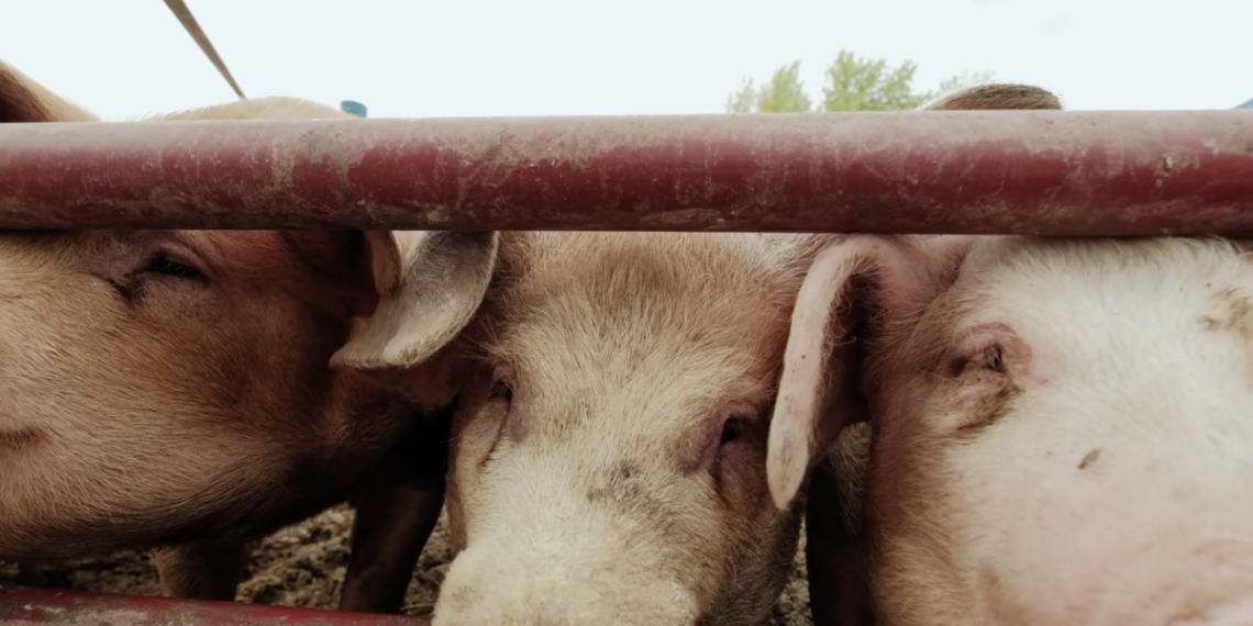 Layoffs pending as Smithfield Foods ends contracts with Utah hog farms
