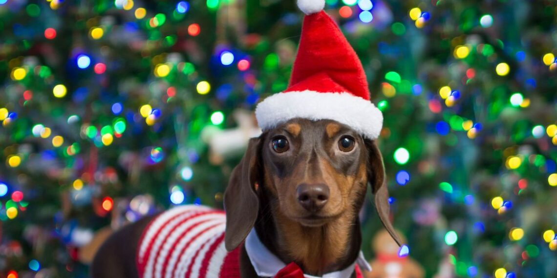 Ten life-threatening Christmas foods to never give your dog