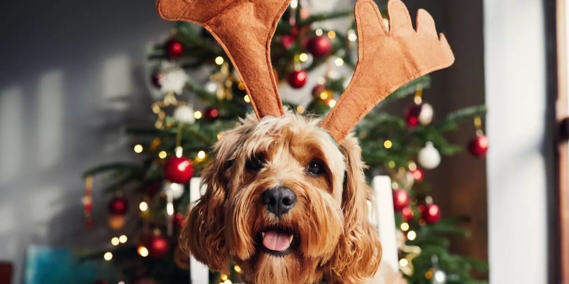 Ten life-threatening Christmas foods to never give your dog