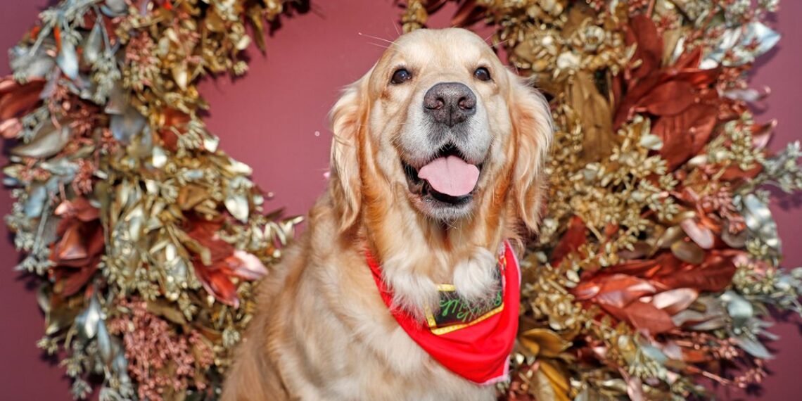 Gravy could kill your dog as experts share list of harmful foods