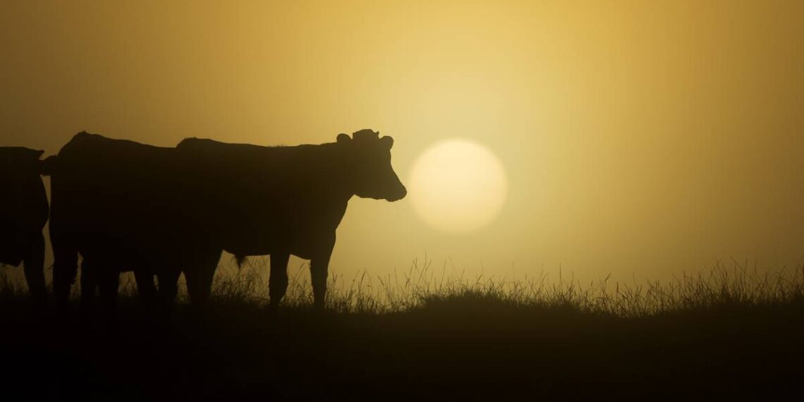 COP28: NZ signs up to declaration on food production, sustainable agriculture adaptations