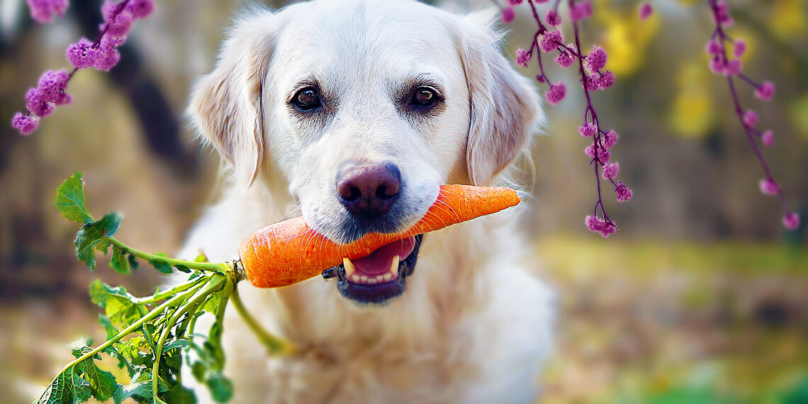 Dogs' preferences for certain foods directly impact motivation • Earth.com