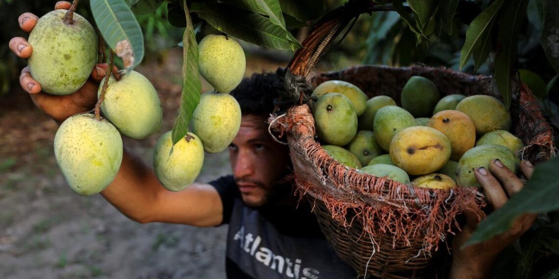 From farm to fork, UN plan targets fair cuts to food emissions