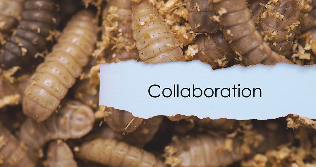 Protix secures a collaboration with Tyson Foods