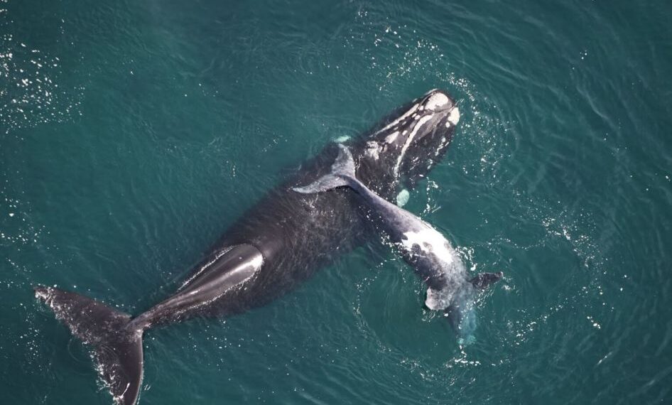 “Siguiendo Ballenas”: Se colocaron transmisores a 16 ejemplares para monitorear los viajes en el océano
