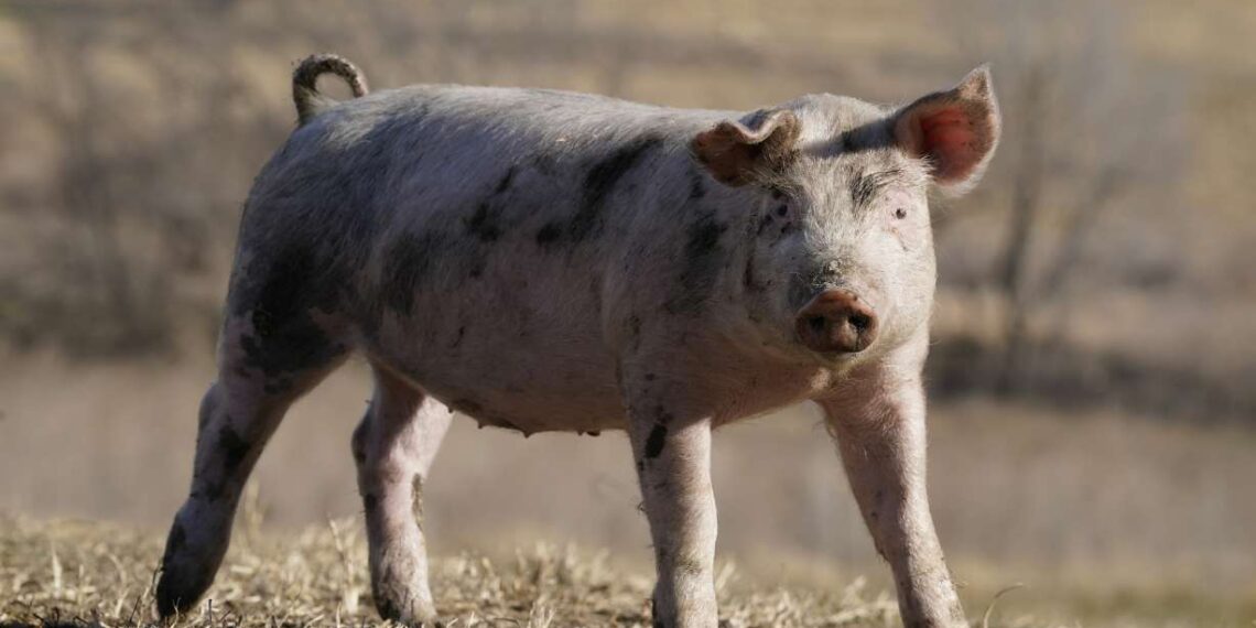Smithfield Foods ends contracts with 26 Utah hog farms, lays off workers