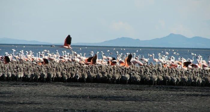 Agencias de viajes acordaron tarifas de excursiones
