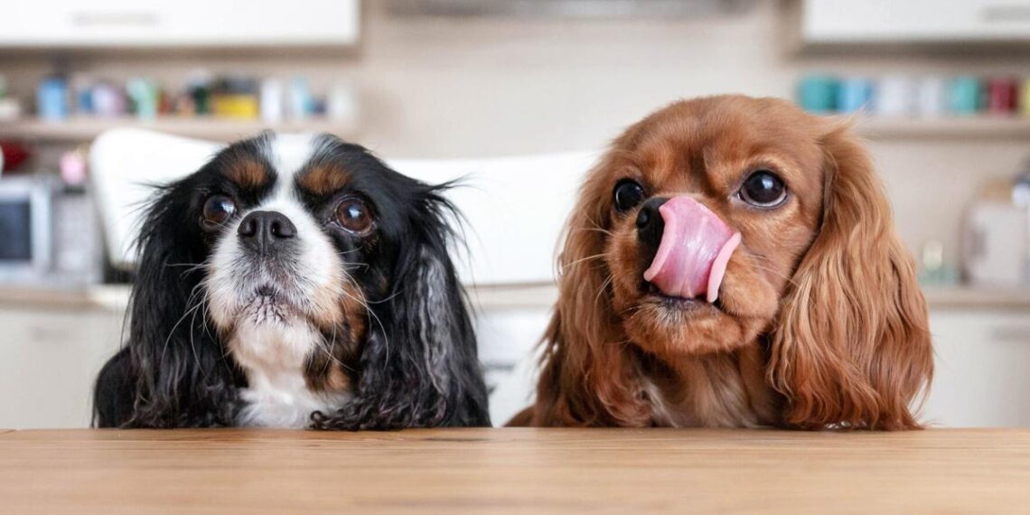 Safe, unsafe foods for pets