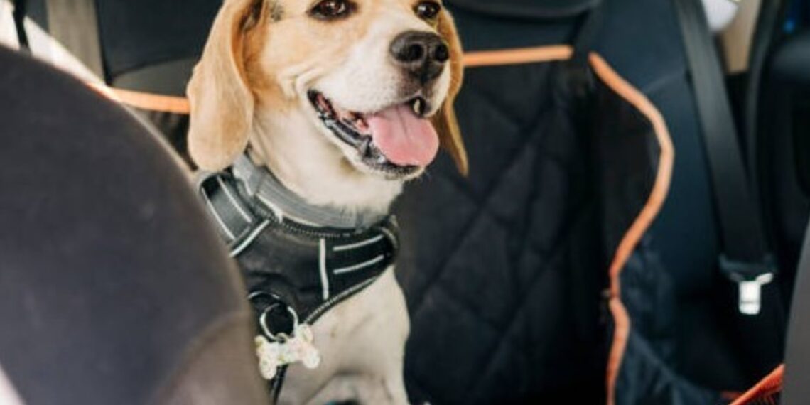 Vacaciones con mascotas: consejos básicos para viajar con tu perro o gato
