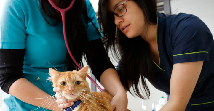 Mascotas: recomendaciones generales para altas temperaturas y viajes