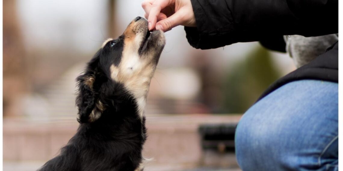 National: REVEALED: The every day foods that can be deadly for your pet