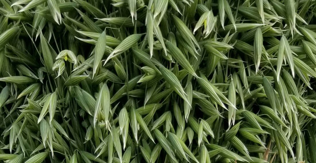Farmer suit proceeding against Purely Canada Foods