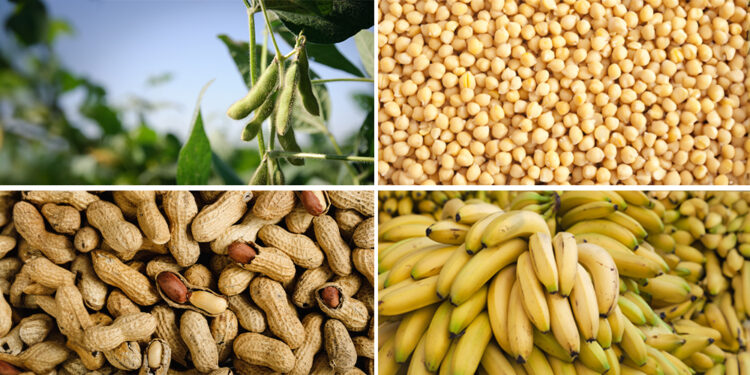 Gut bacteria of malnourished children benefit from key elements in therapeutic food