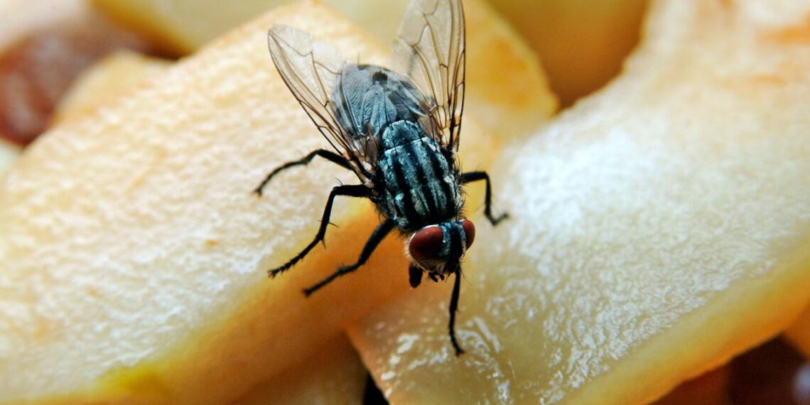 People are horrified by what flies do on food