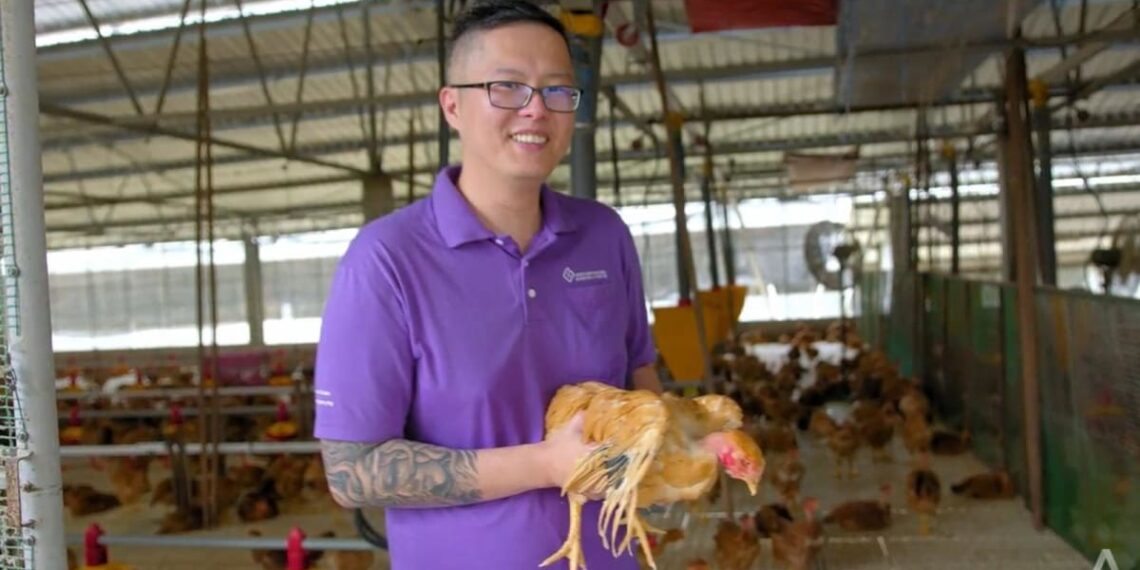 Fresh off the boat: Singapore’s chicken supplies get a boost, in a world of food disruptions