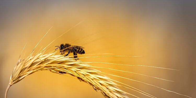 Bee study reveals environmental vulnerability and food production threat
